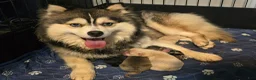 Pomsky dogs for sale: Merle boy - Ad 9