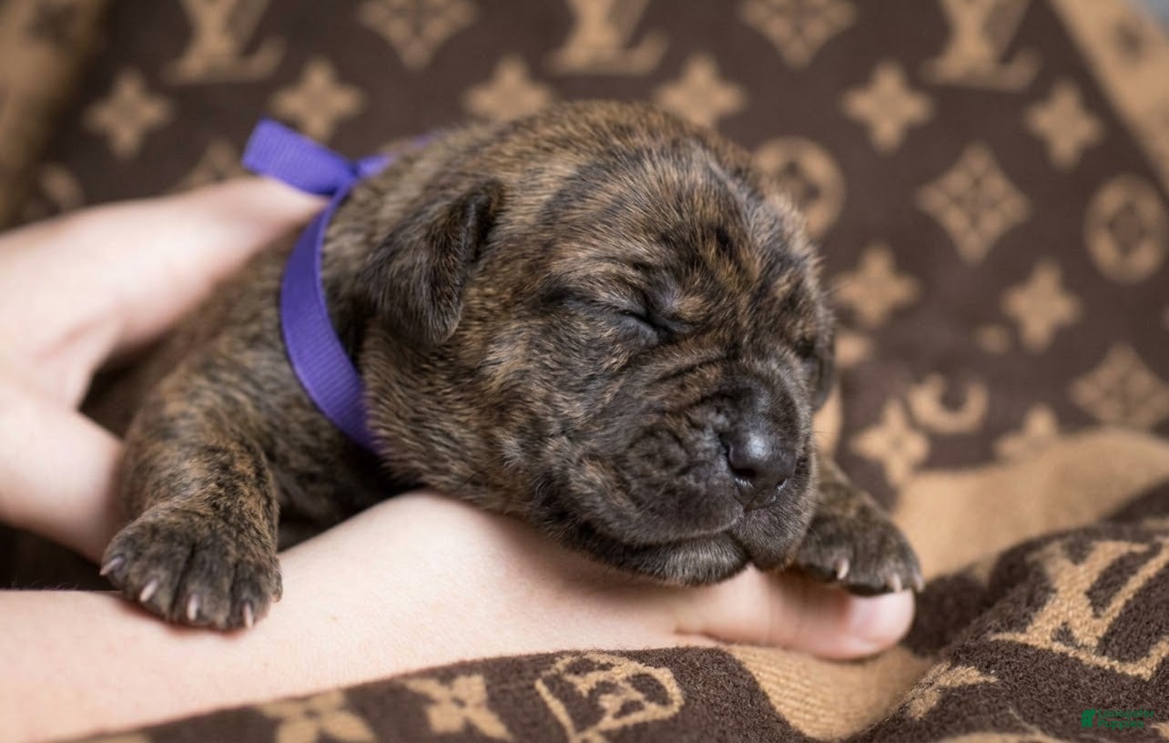 Cane Corso dogs Midnight Groove’s So Anxious - Ad 25