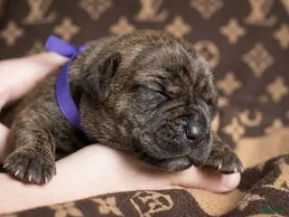 Cane Corso dogs Midnight Groove’s So Anxious - Ad 25
