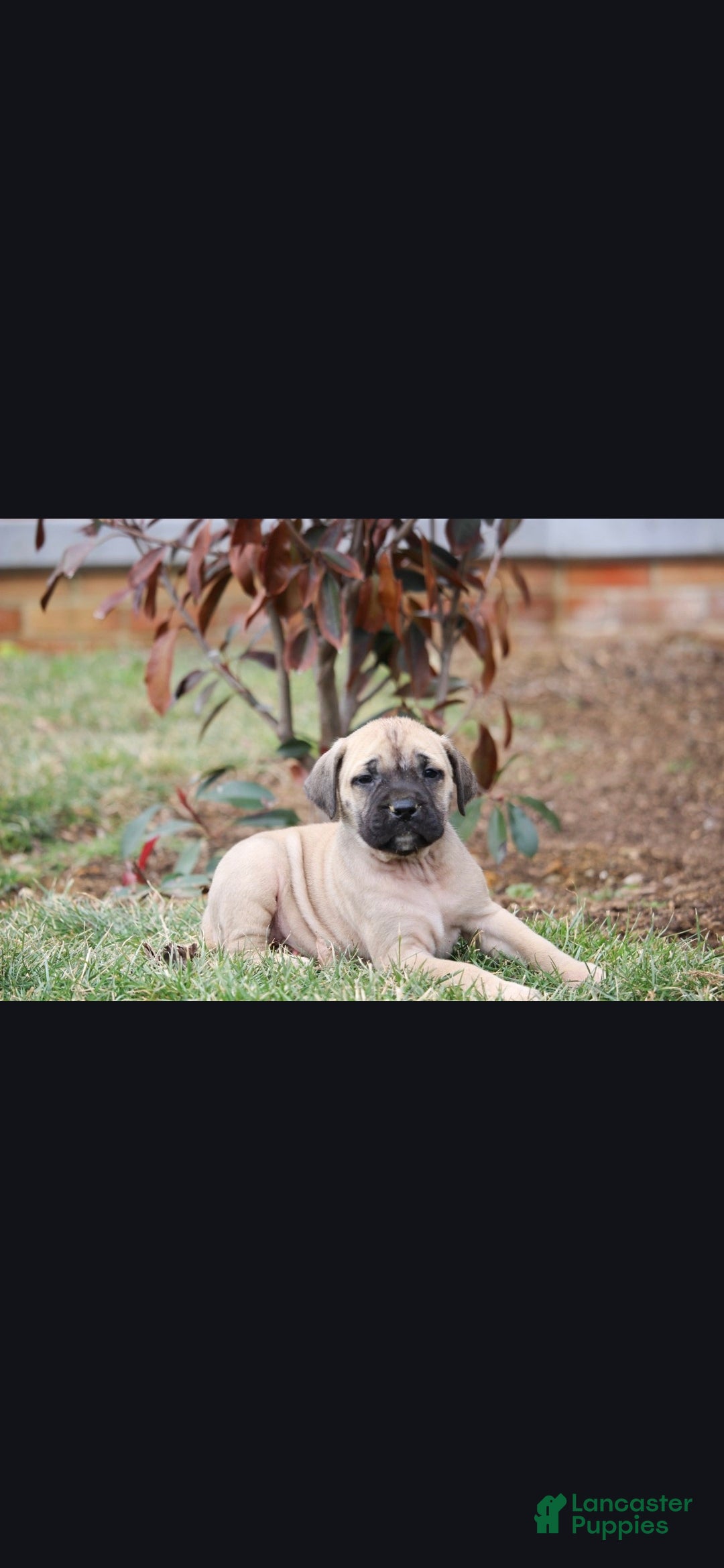 English Mastiff dogs Sierra - Ad 1