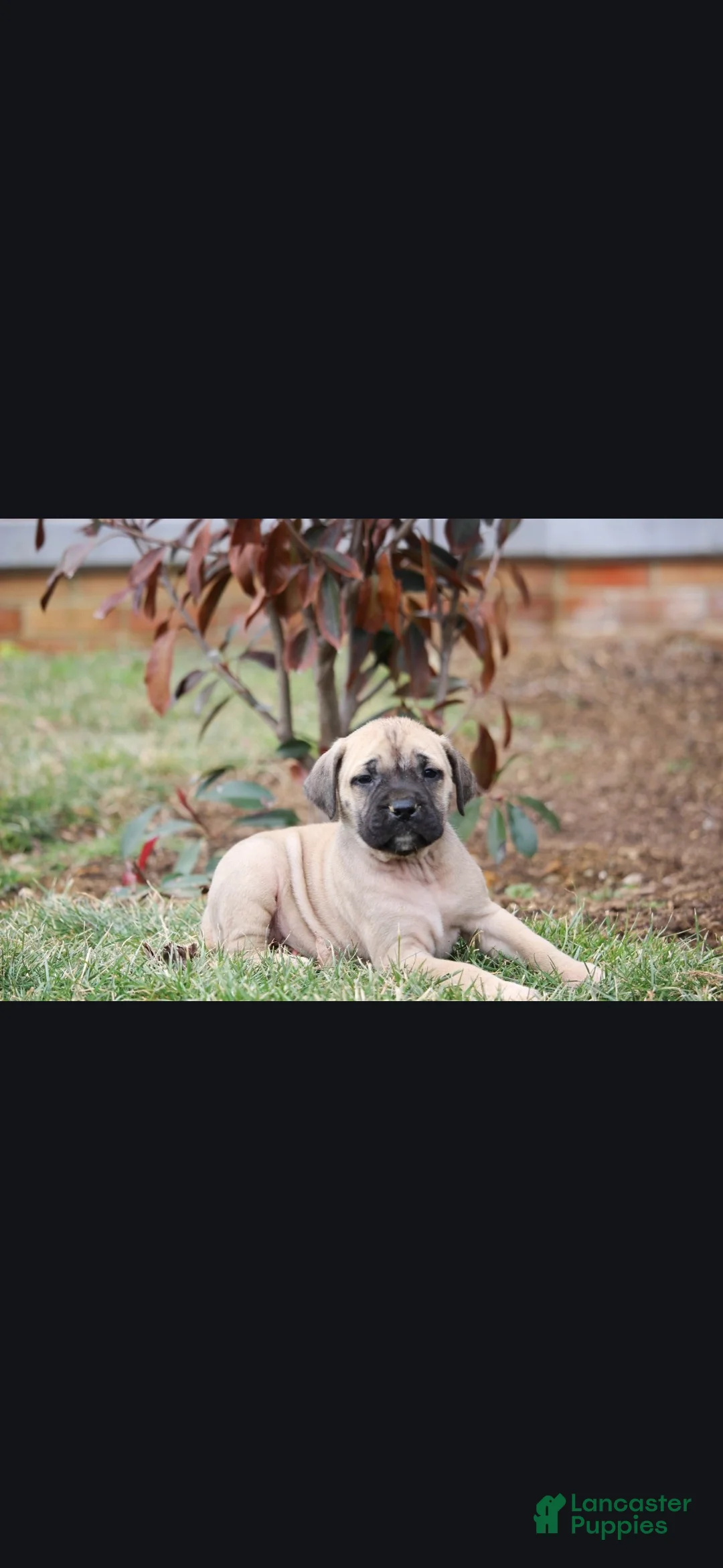 English Mastiff dogs for sale: Sierra - Ad 1