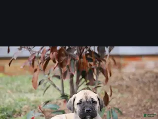 English Mastiff dogs for sale: Sierra - Ad 3