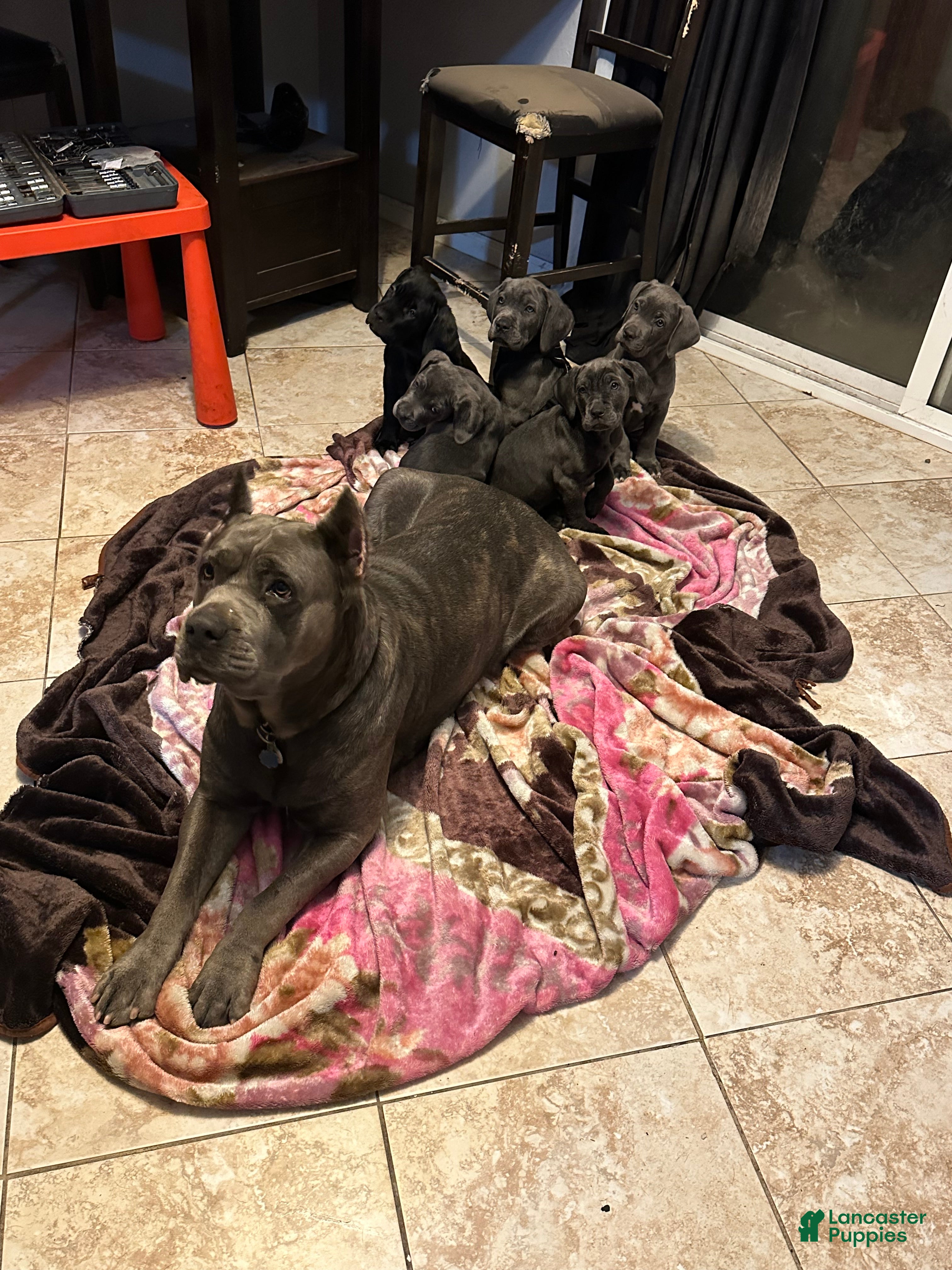 Cane Corso dogs Cane Corso Puppy 2 - Ad 7