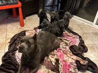 Cane Corso dogs Cane Corso Puppy 2 - Ad 7