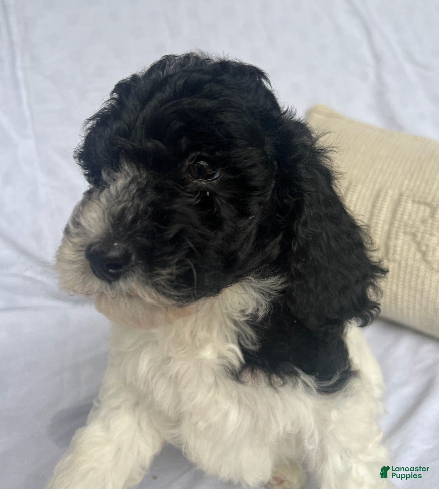 Mini Goldendoodle dogs Snoop - F1b Golden Doodle - Ad 2