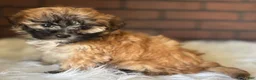 Maltipoo dogs for sale: Autumn - Ad 3