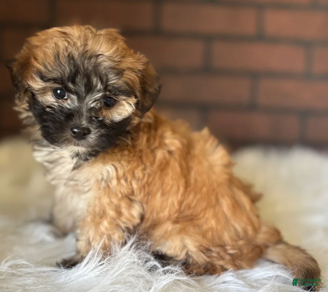 Maltipoo dogs for sale: Autumn - Ad 3