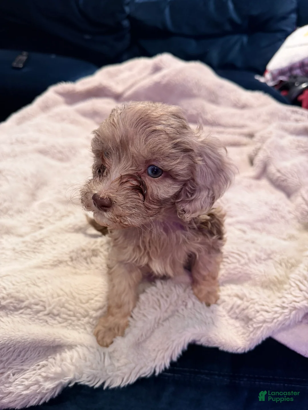 Aussiedoodle dogs for sale: Willow - Ad 2