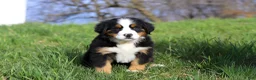 Bernese Mountain Dog dogs for sale: Casey - Ad 7