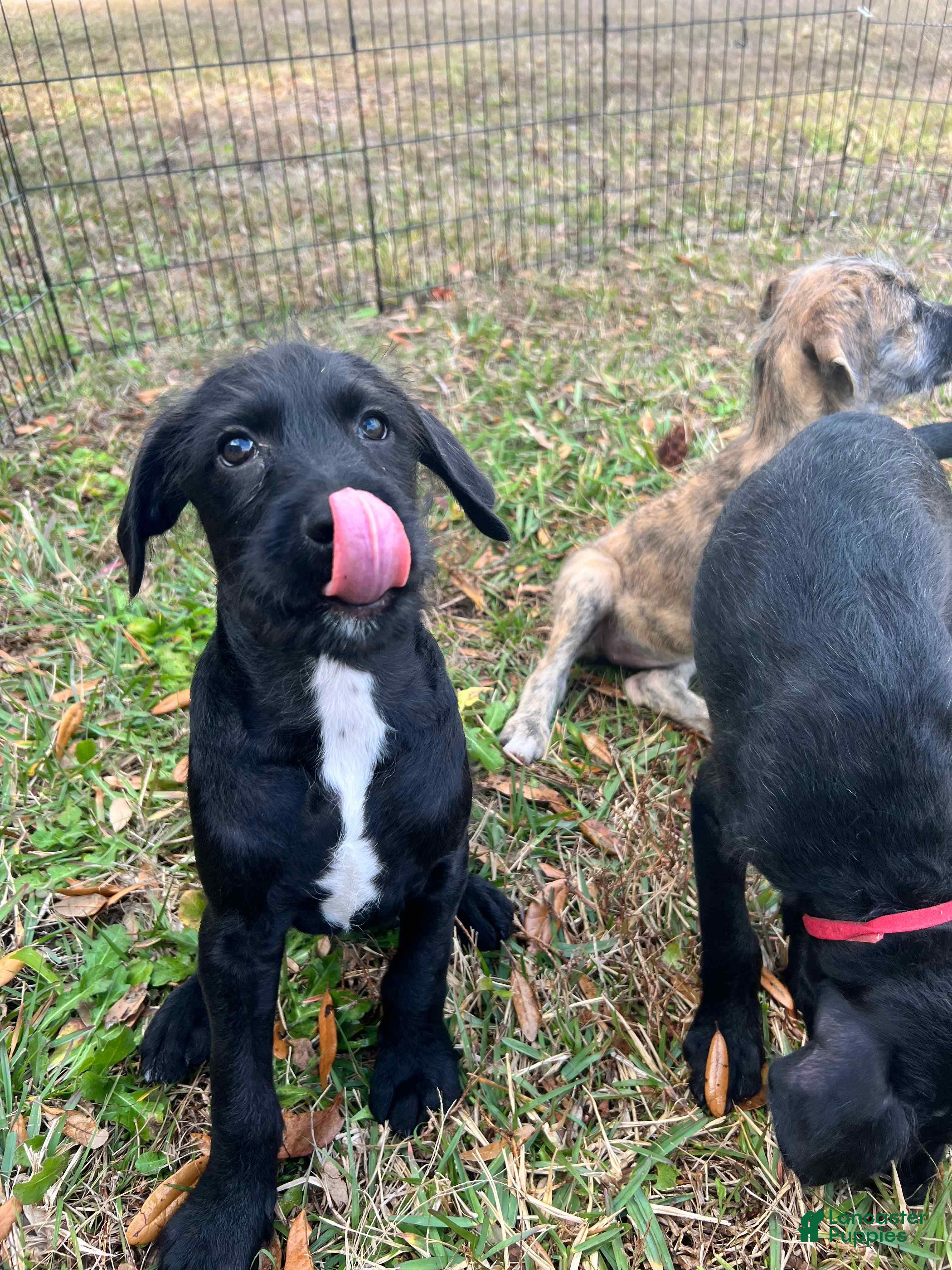 Mixed Breed dogs Bobby - Ad 2