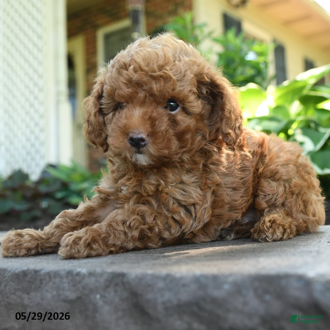 Toy Poodle dogs for sale: Clover - Ad 5