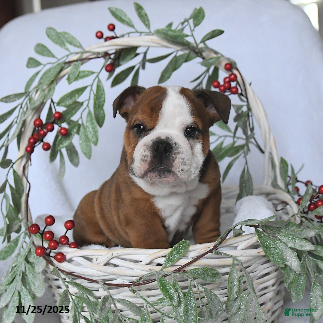 English Bulldog dogs for sale: Prince   - Ad 3