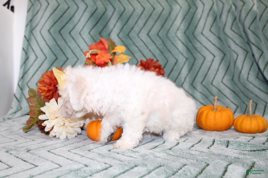 Bichon Frise dogs for sale: Mums - Ad 8