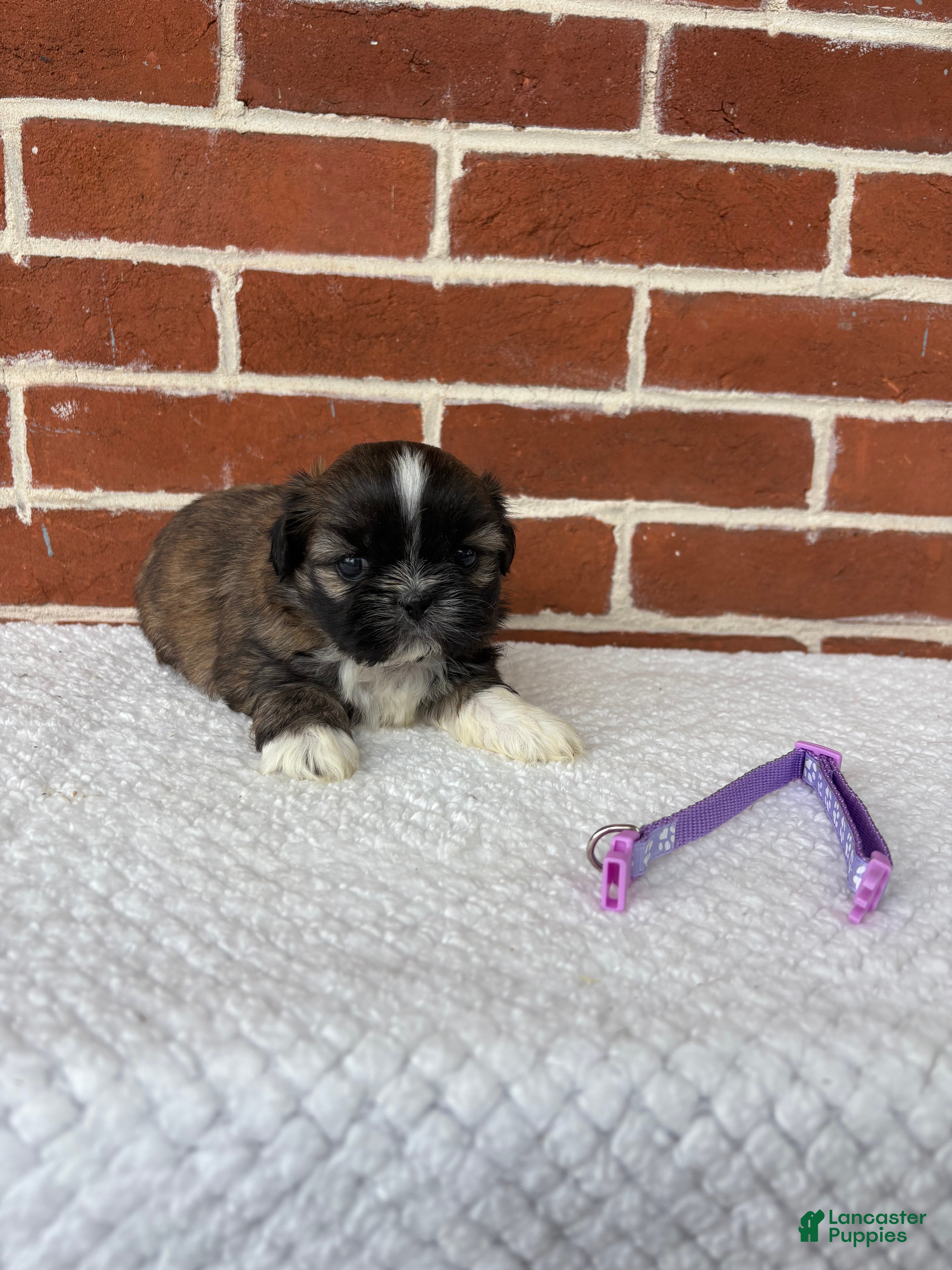Shih Tzu dogs for sale: Lovey - Ad 3