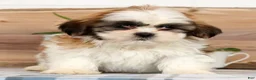 Shih Tzu dogs for sale: Huey - Ad 1