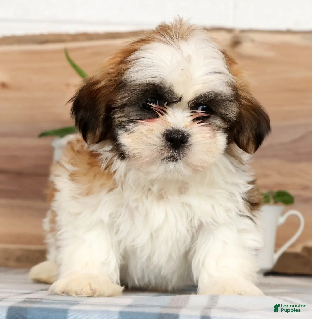 Shih Tzu dogs for sale: Huey - Ad 1
