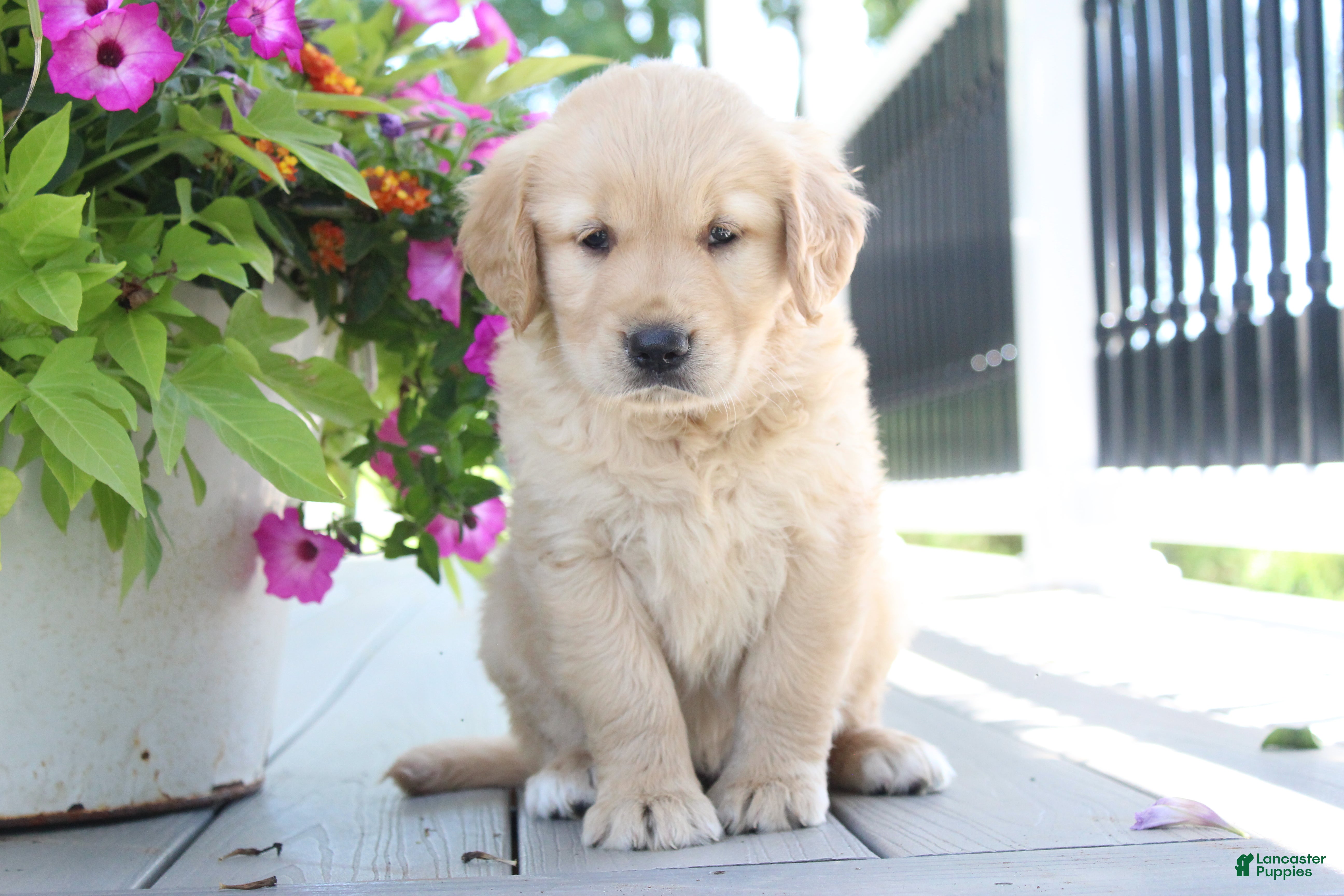 Golden Retriever dogs Tessa - Ad 1