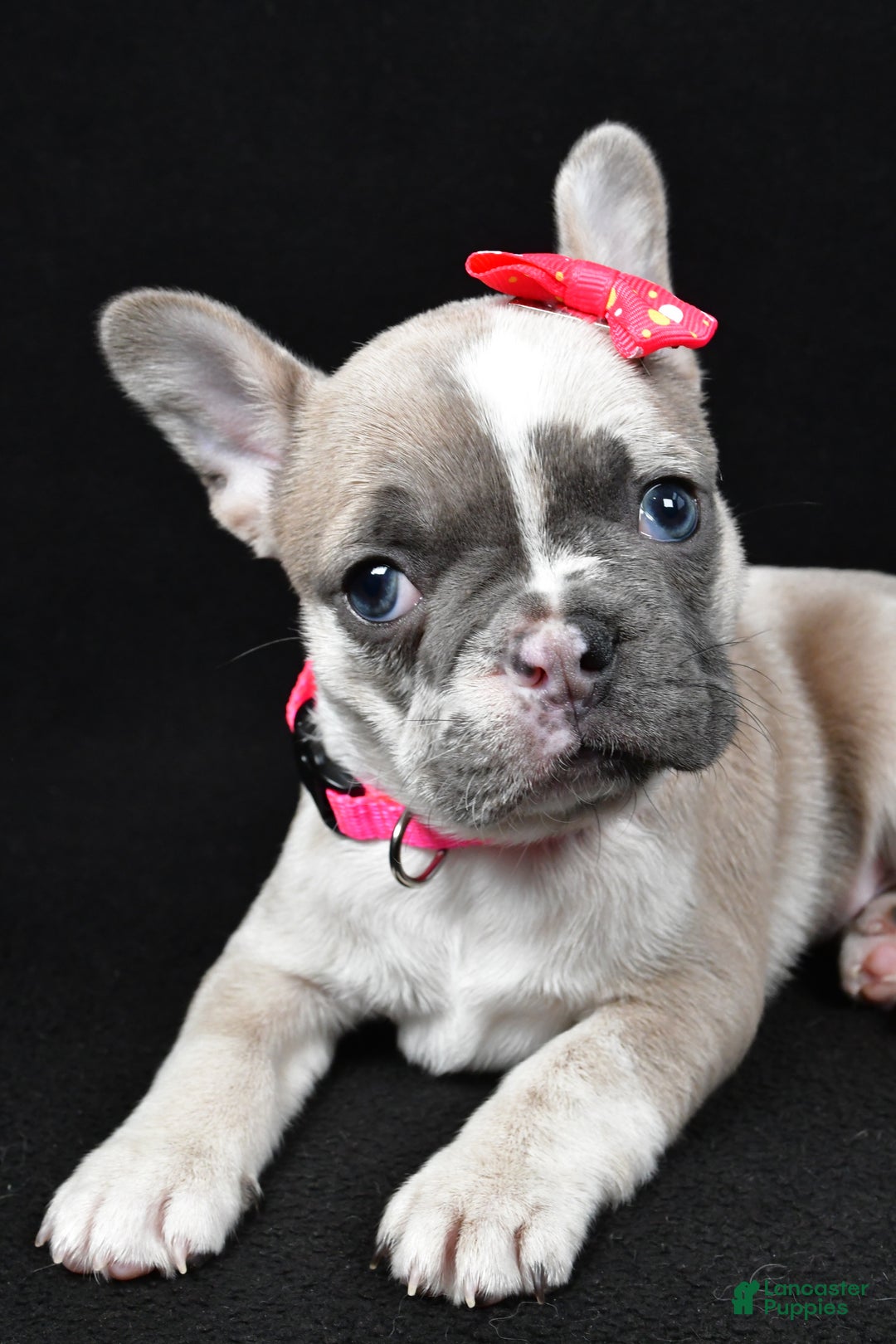 Mixed Breed dogs for sale: Lucy - Ad 1