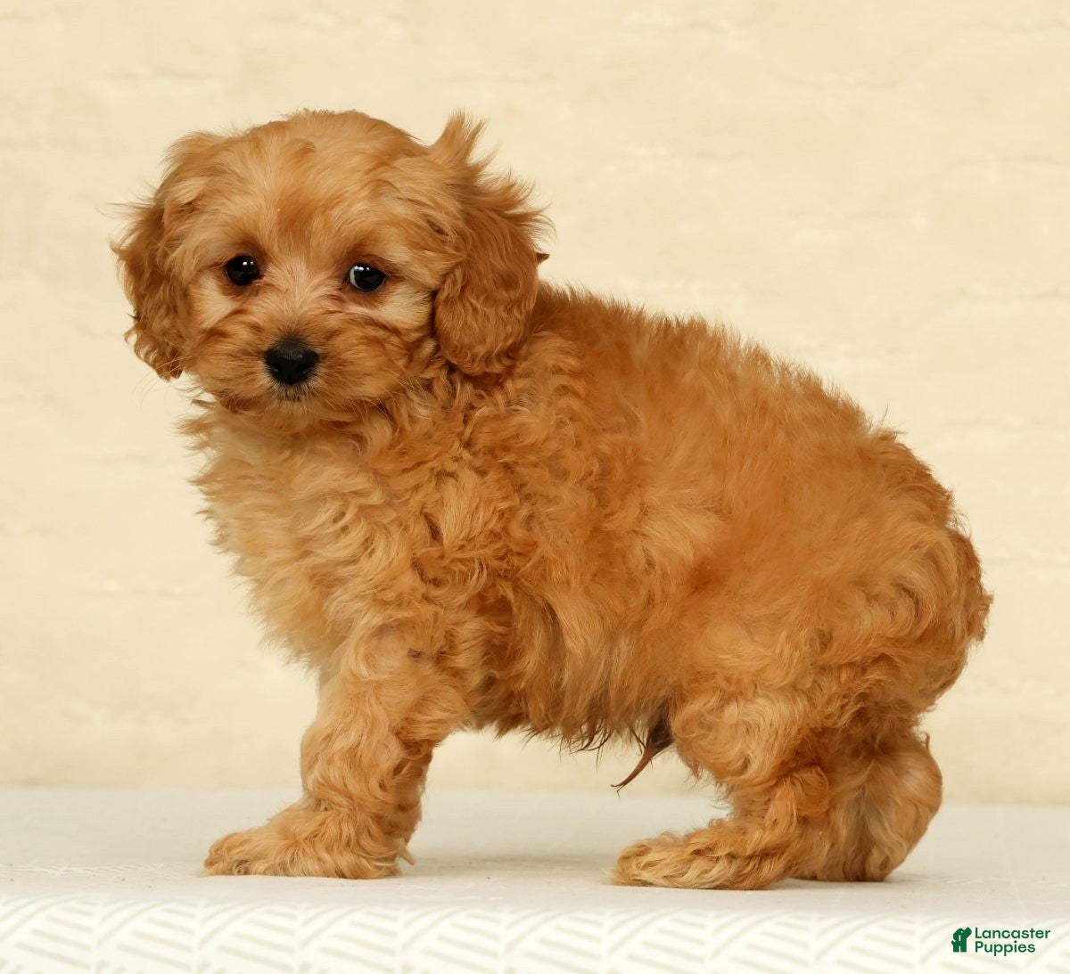 Cockapoo dogs Diesel - Ad 1