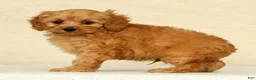 Cockapoo dogs for sale: Diesel - Ad 1