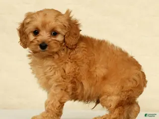 Cockapoo dogs Diesel - Ad 2