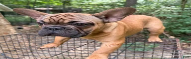 French Bulldog 1