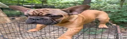 French Bulldog dogs for sale: French Bulldog 1 - Ad 1