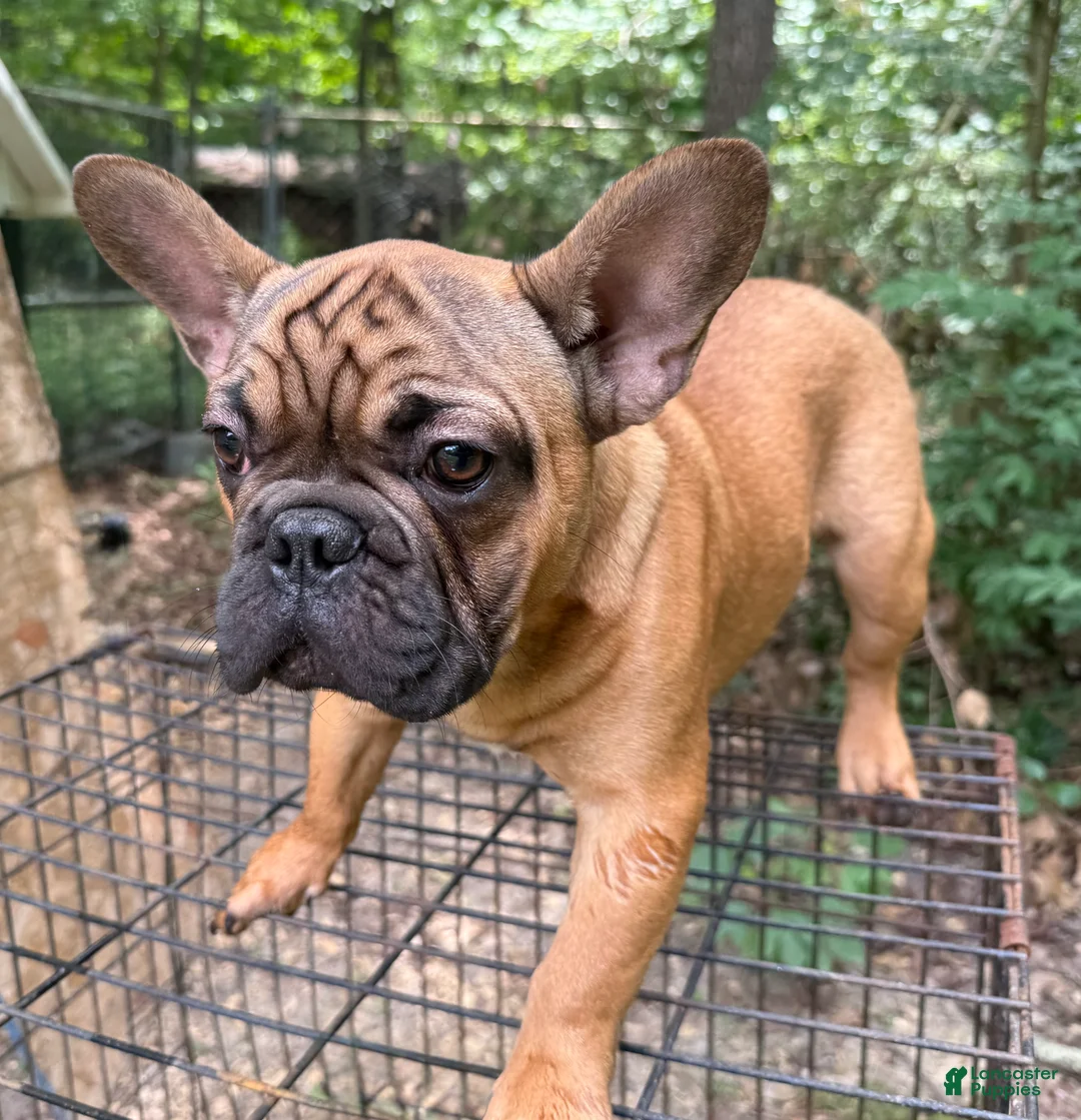 French Bulldog dogs for sale: French Bulldog 1 - Ad 1