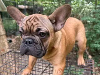 French Bulldog dogs French Bulldog 1 - Ad 25