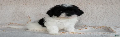 Bernedoodle 5