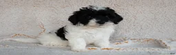 Bernedoodle dogs for sale: Bernedoodle 5 - Ad 1