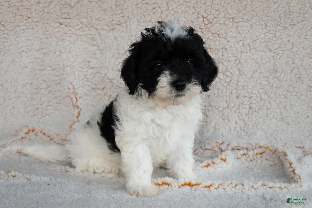 Bernedoodle dogs for sale: Bernedoodle 5 - Ad 1