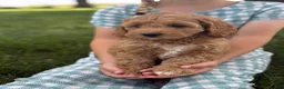 Cavapoo dogs for sale: Clover - Ad 6