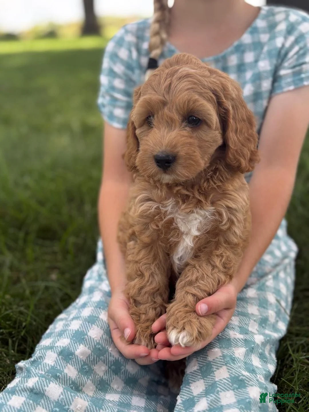 Cavapoo dogs for sale: Clover - Ad 6