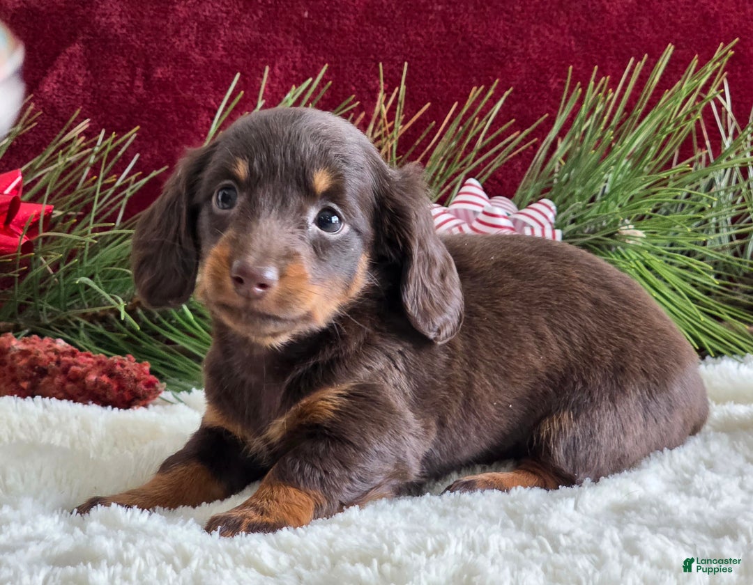 Miniature Dachshund dogs for sale: Kate - Ad 12