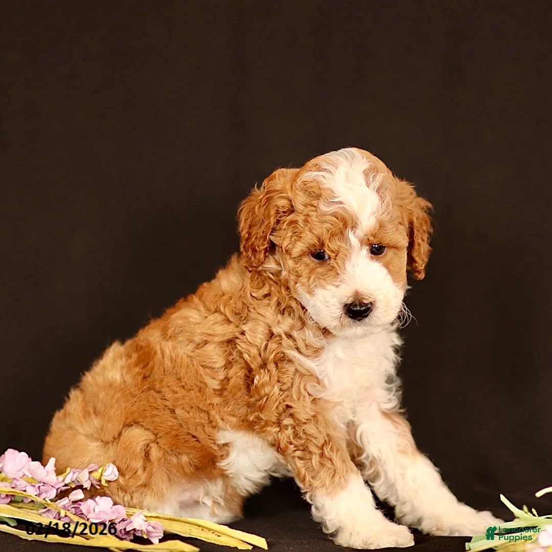 Miniature Poodle dogs for sale: Jordan - Ad 3