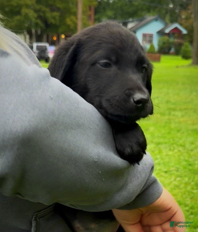 Labrador Retriever dogs Labrador Retriever 1 - Ad 1