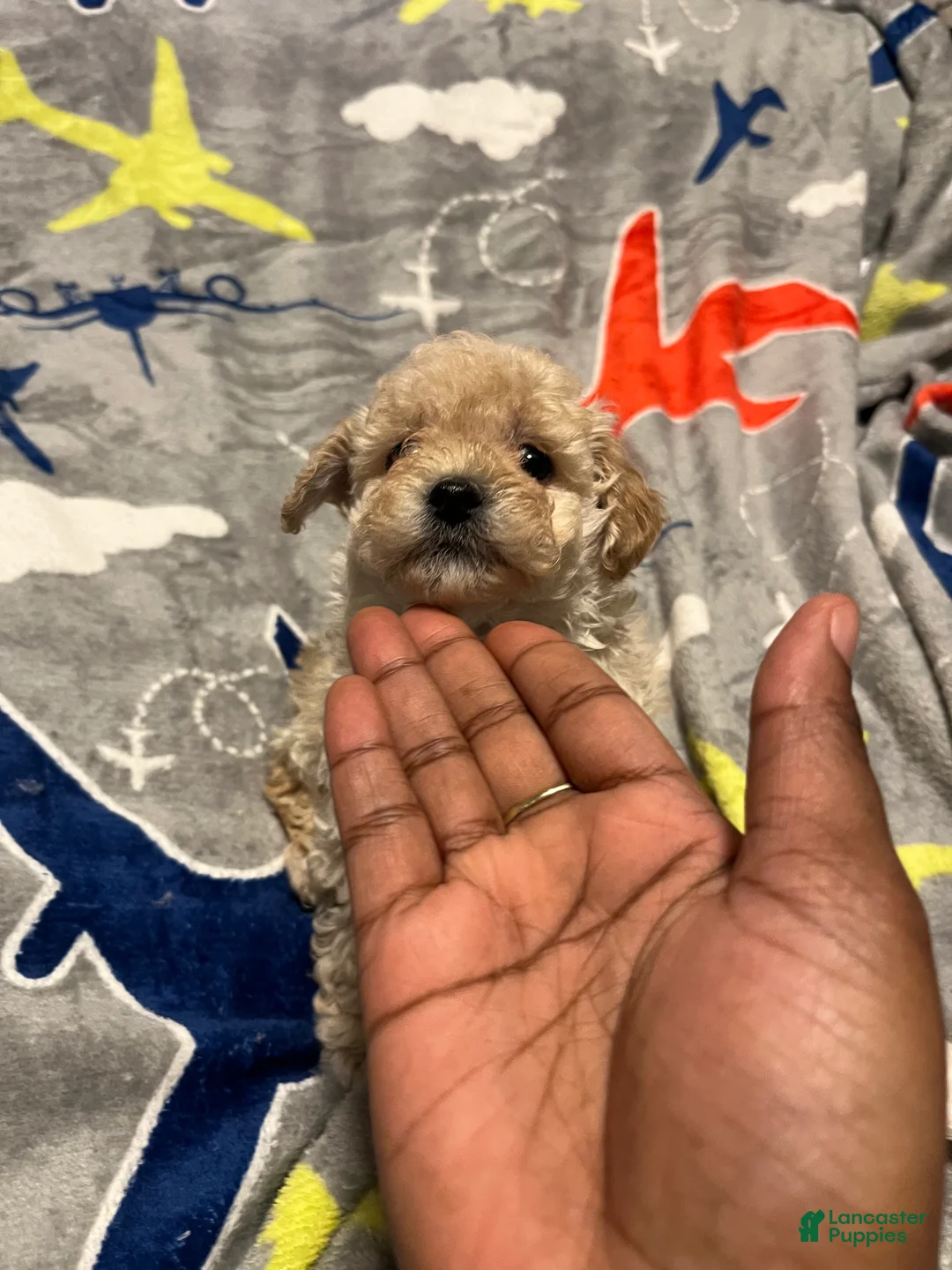 Toy Poodle dogs for sale: Dior - Ad 3