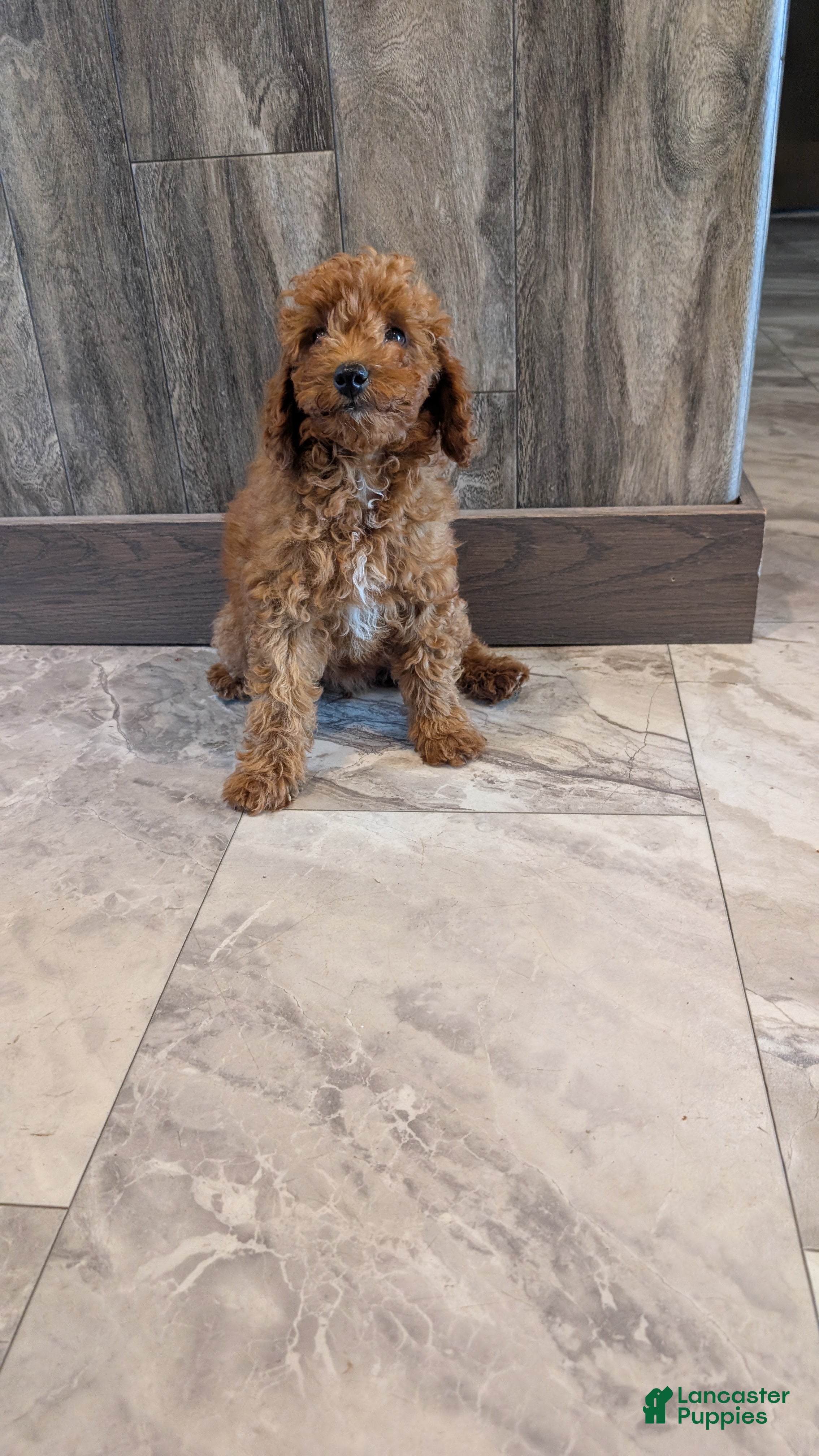 Miniature Poodle dogs Hazel  - Ad 1