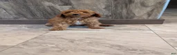 Miniature Poodle dogs for sale: Hazel  - Ad 1