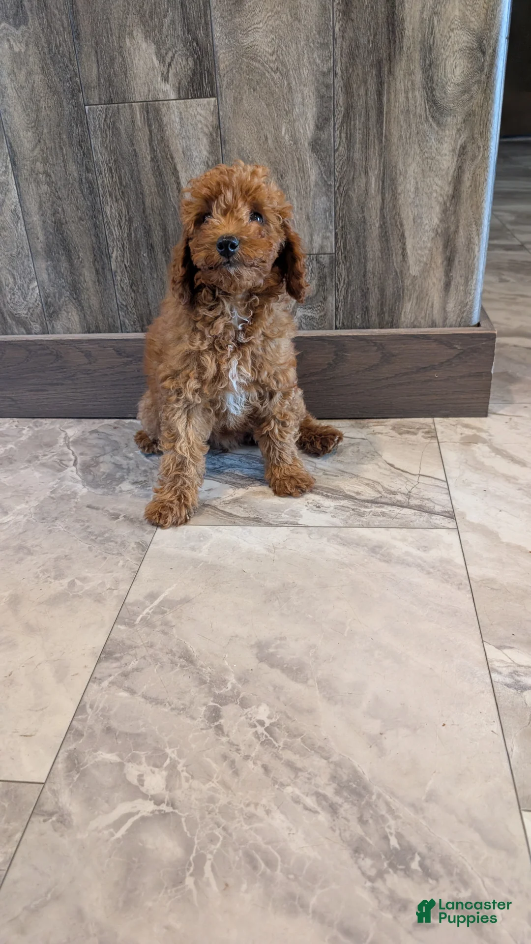 Miniature Poodle dogs for sale: Hazel  - Ad 1