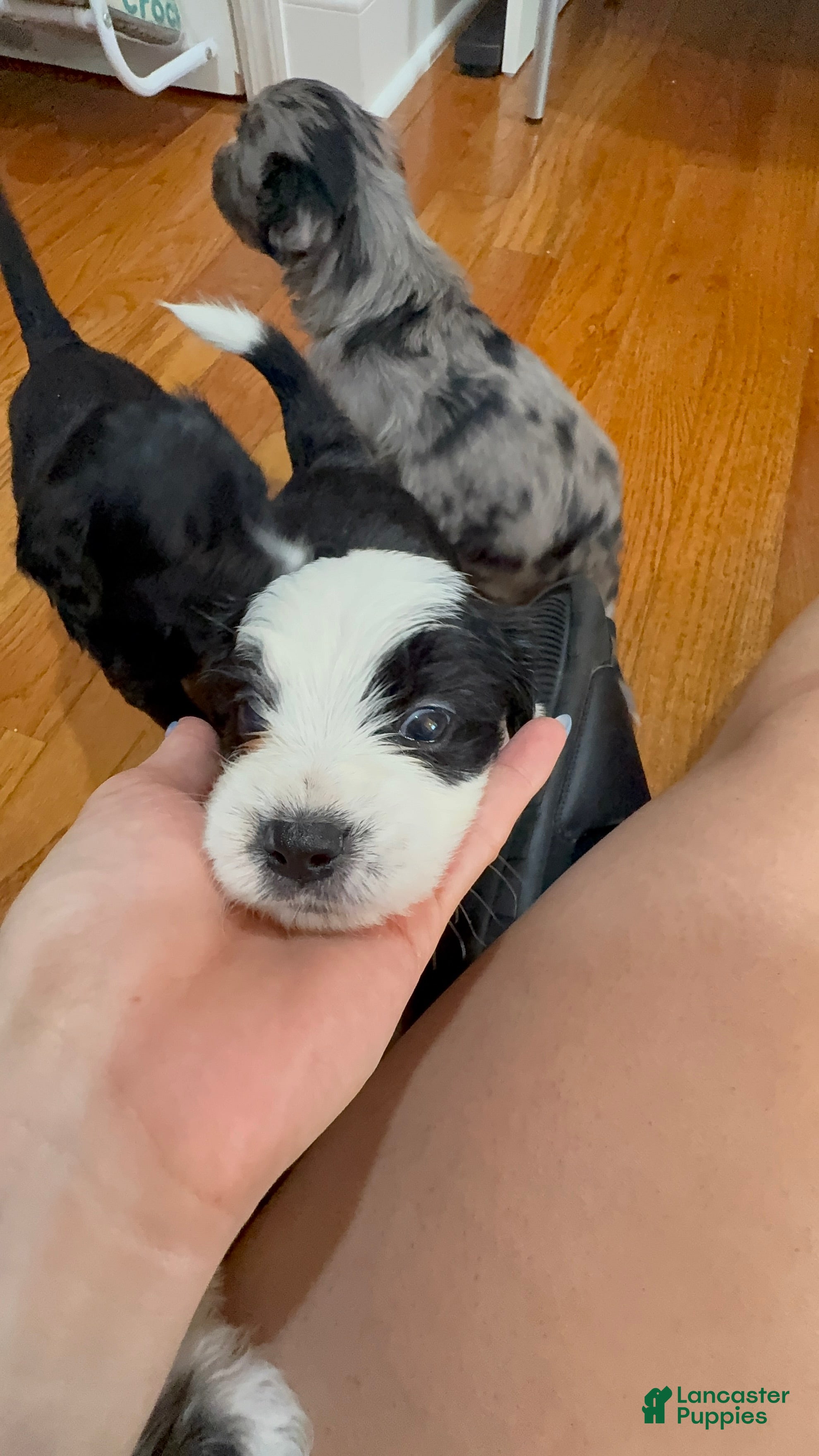 Mixed Breed dogs Oreo - Ad 2