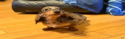 Miniature Dachshund dogs for sale: AKC Russian- Pra clear sale - Ad 13