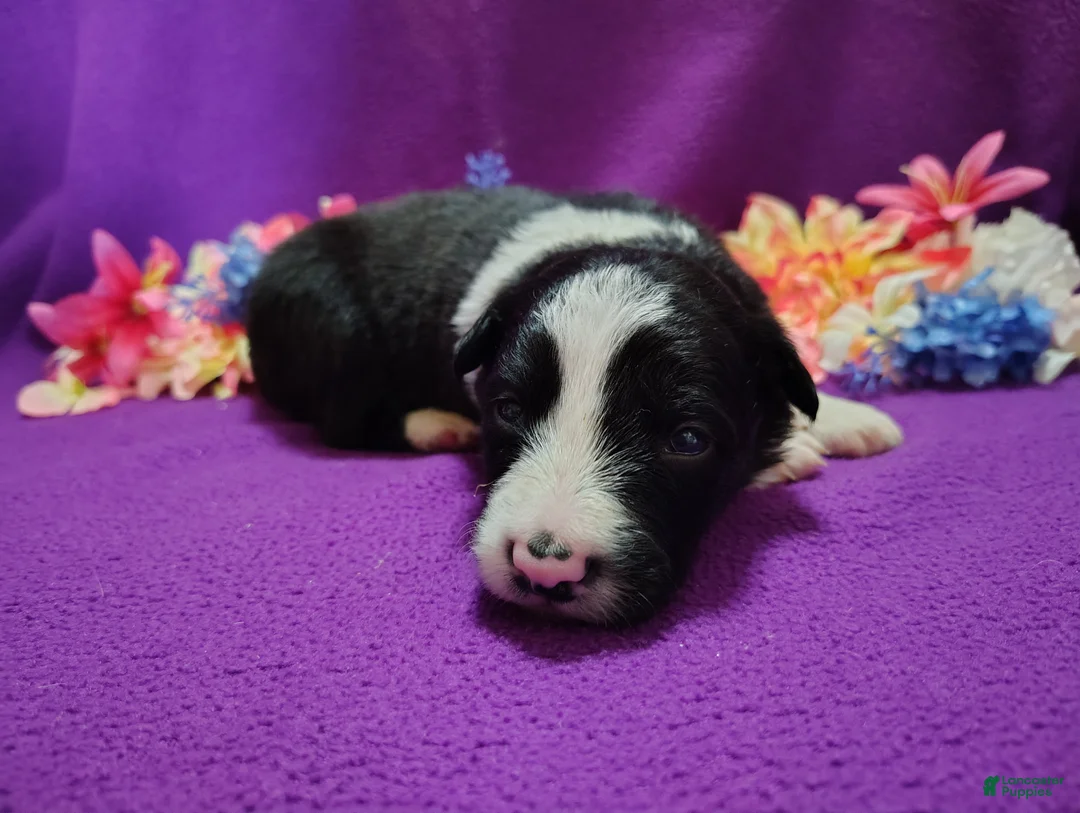 Border Collie dogs for sale: Macy - Ad 3