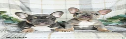 French Bulldog dogs for sale: Gracie - Ad 5