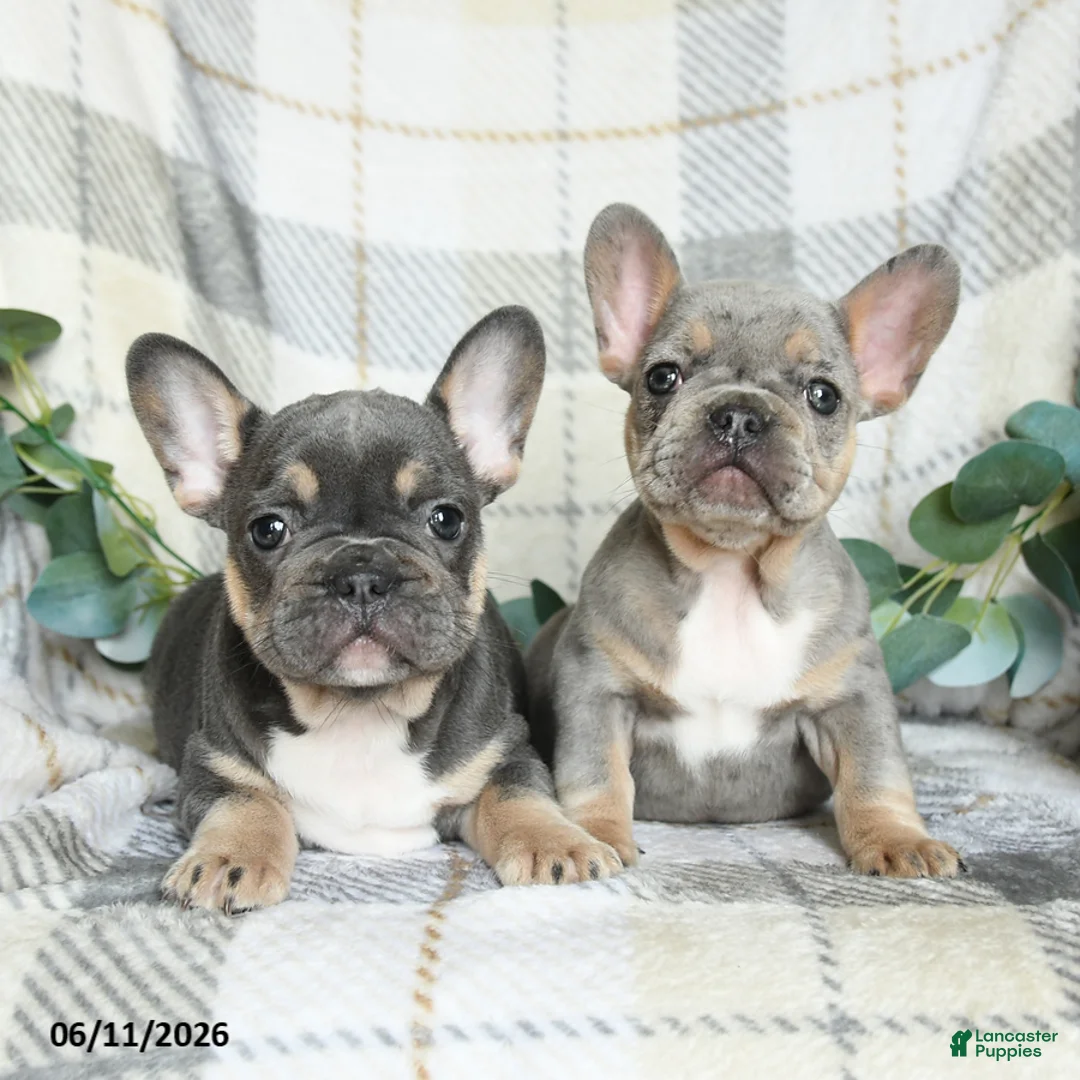 French Bulldog dogs for sale: Gracie - Ad 5