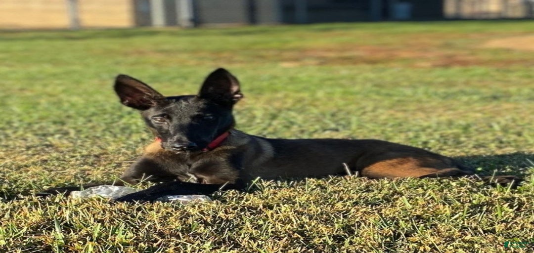 Gallery Image {{count}}