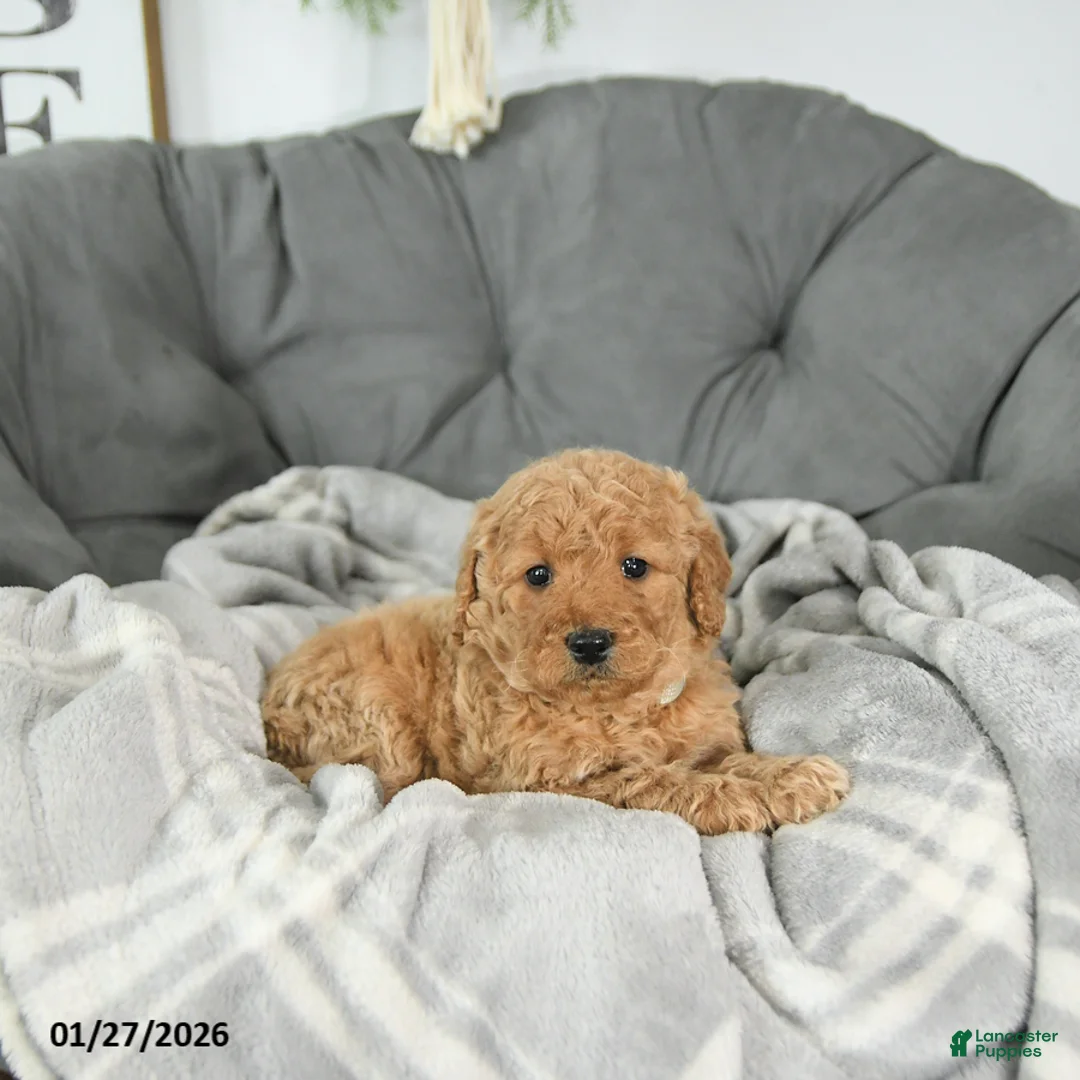 Mini Goldendoodle dogs for sale: Beau - Ad 2