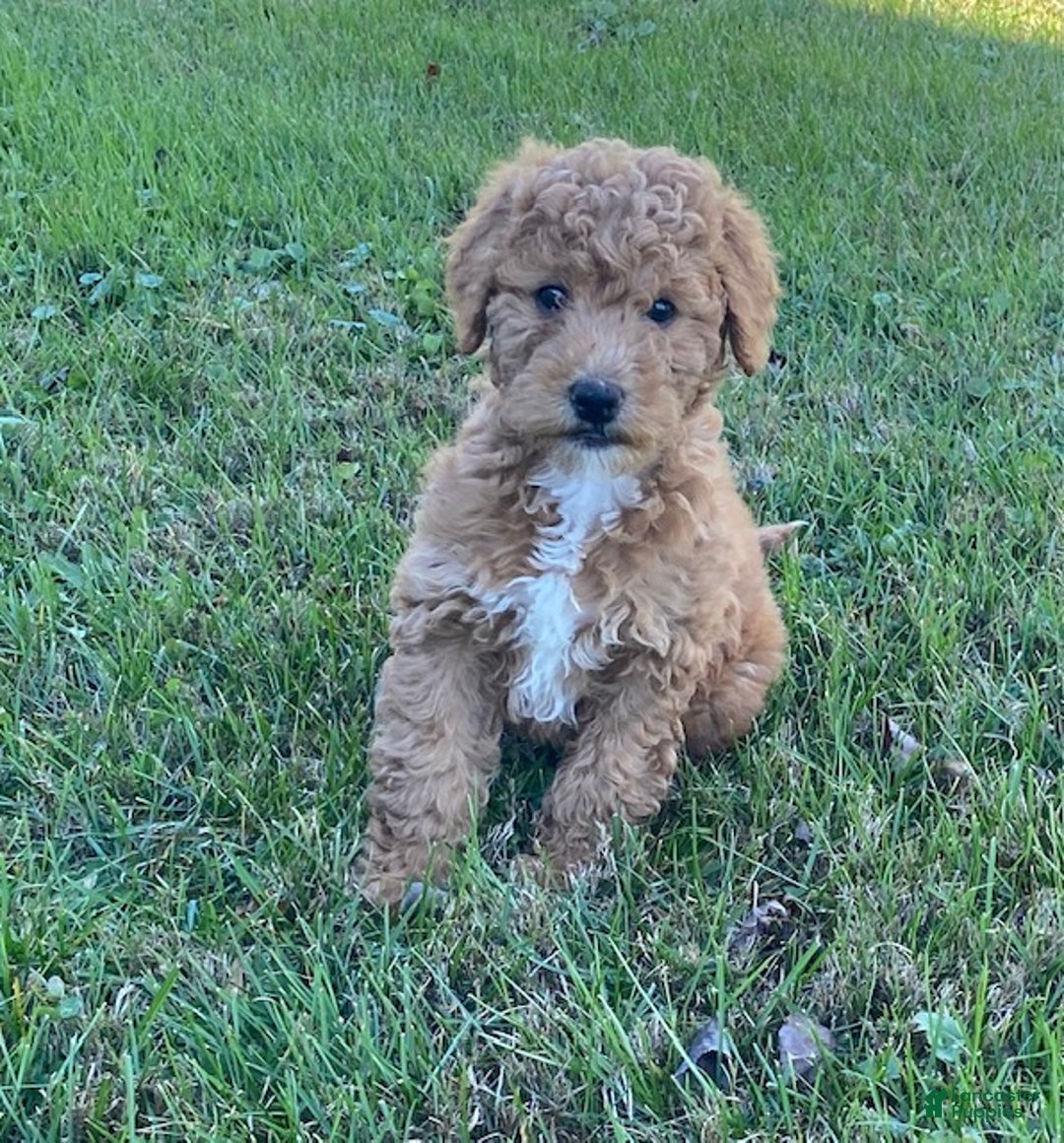 Mini Goldendoodle dogs for sale: Kandy - Ad 2