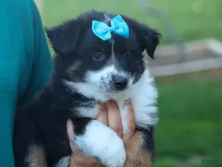Miniature Australian Shepherd dogs for sale: MAX - Ad 3